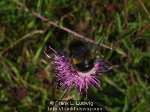 Bumblebee